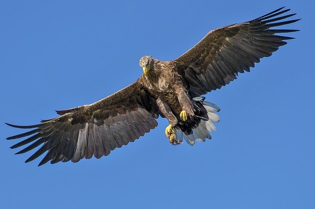 cool-eagle-names