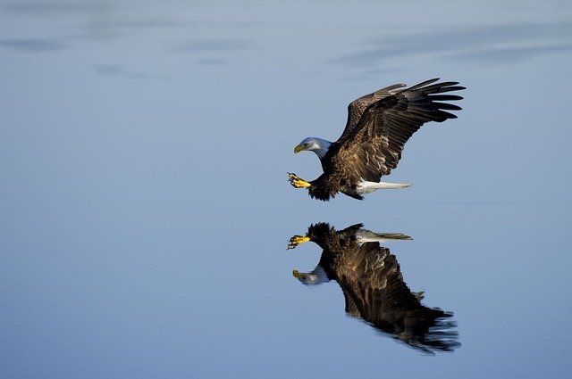 sea-eagle-names