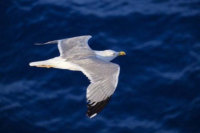 boy-seagull-names