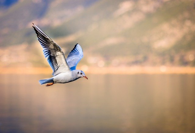 girl-seagull-names