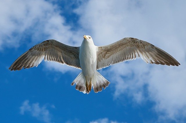 famous-seagull-names