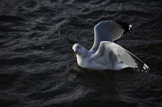 silly-seagull-names