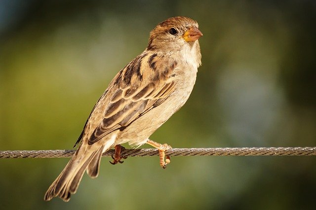 female-sparrow-names