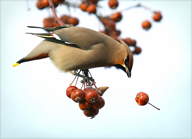 popular-sparrow-names