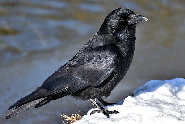 boy-raven-names