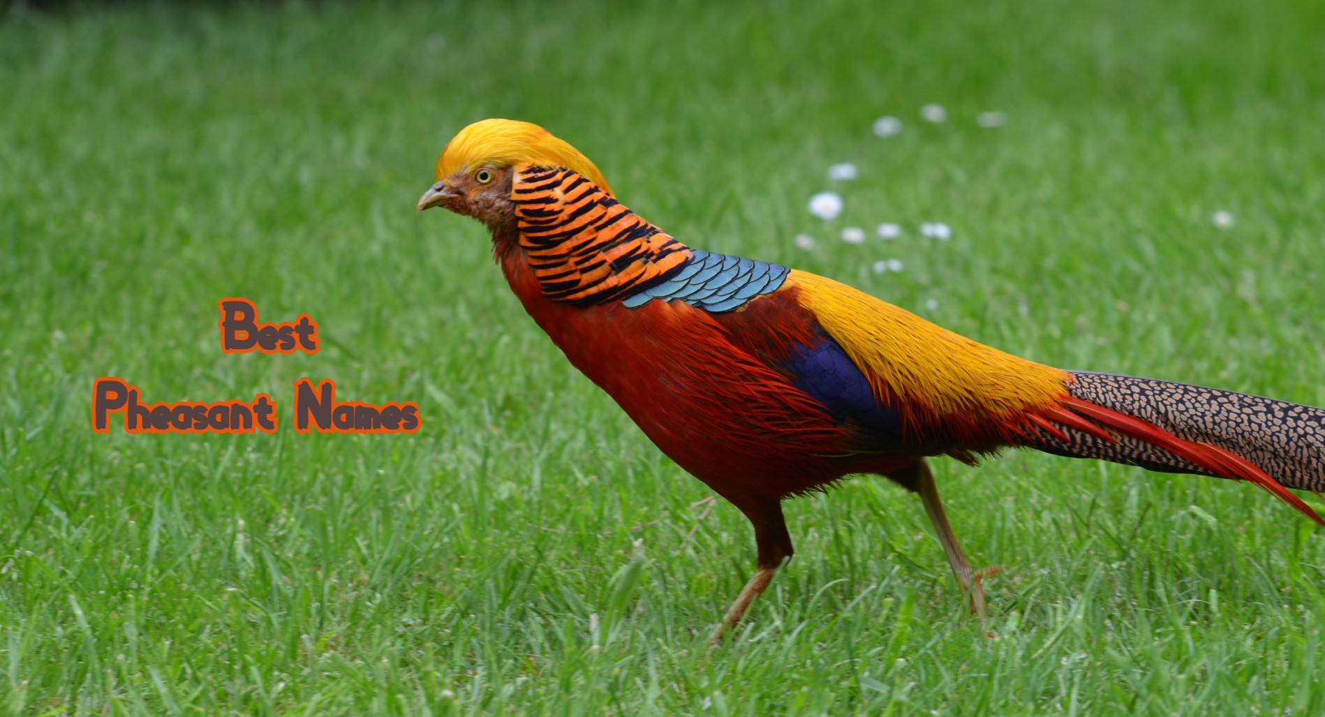 best-pheasant-names