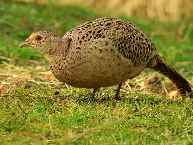 female-pheasant-names