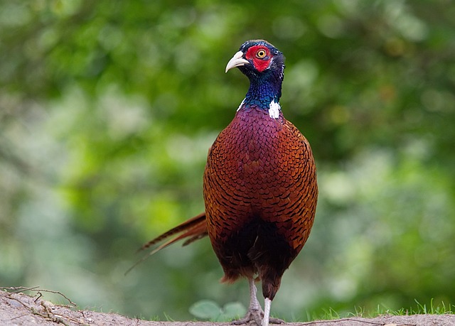 funny-pheasant-names