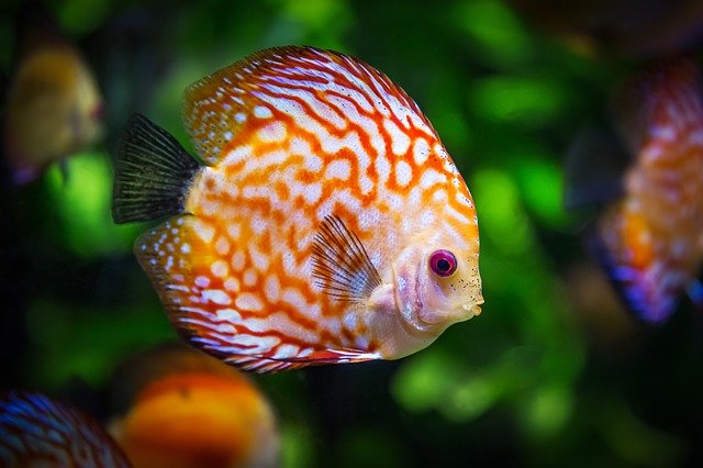 boy-fish