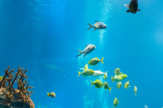 sea-fish