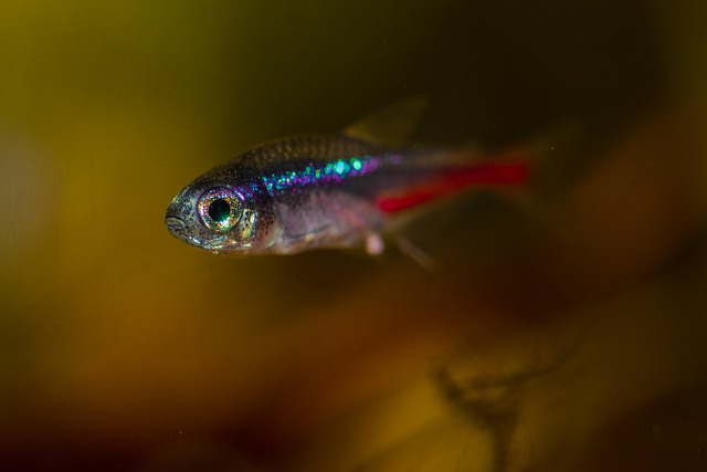 small-fish-names