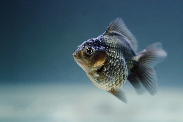 fat-goldfish