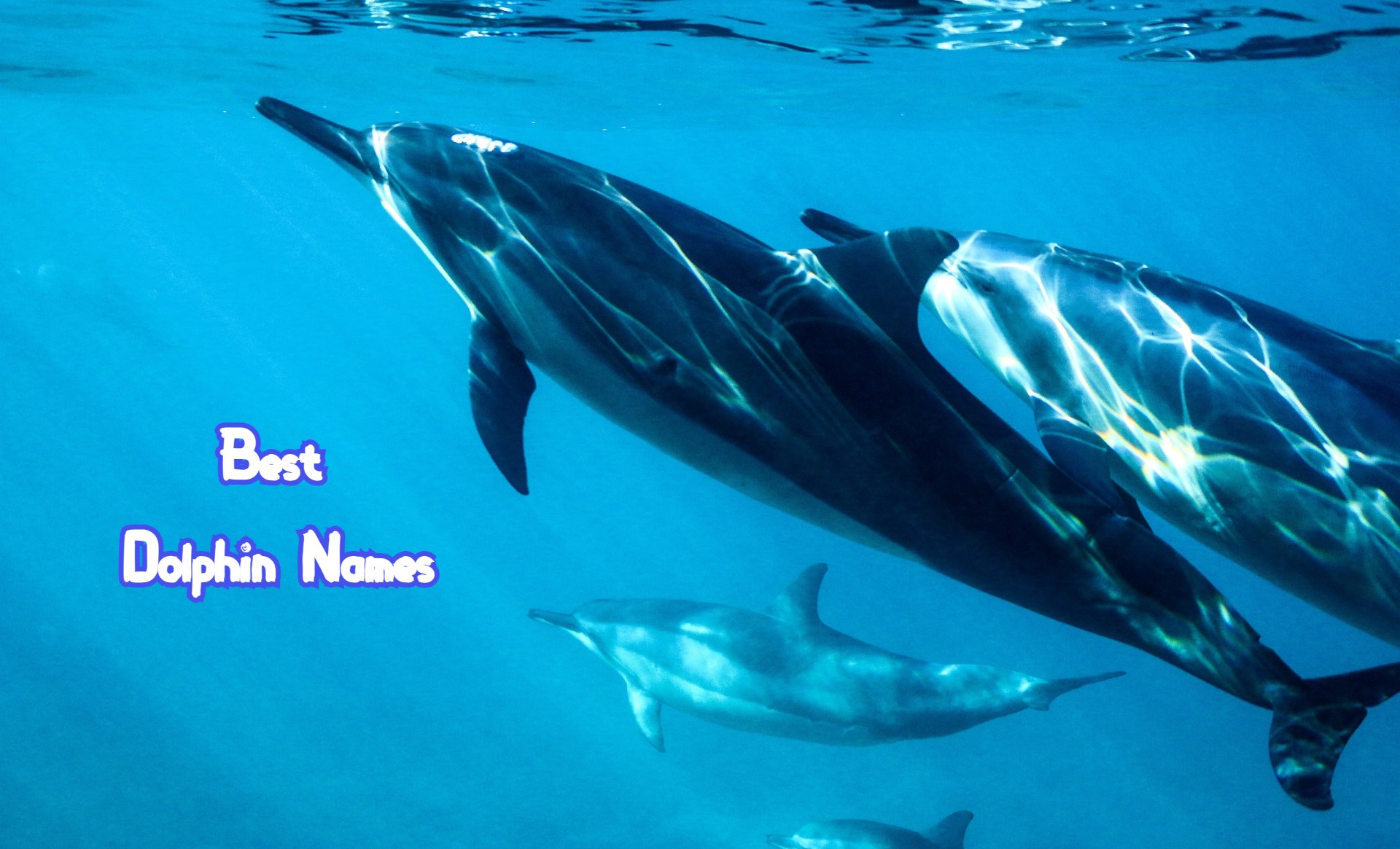 best-dolphin-names