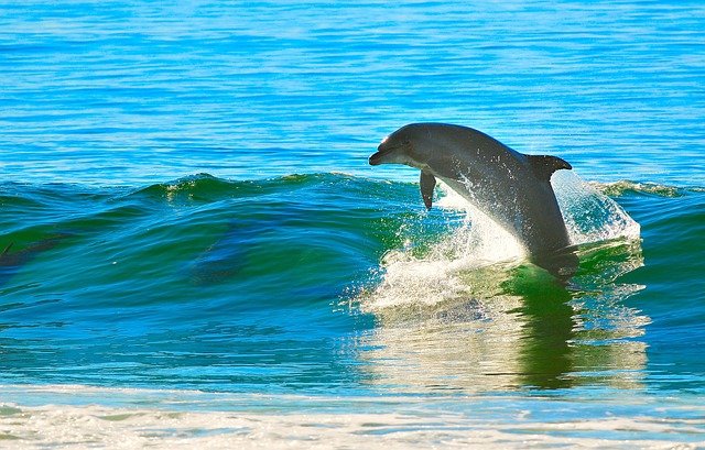 male-dolphin