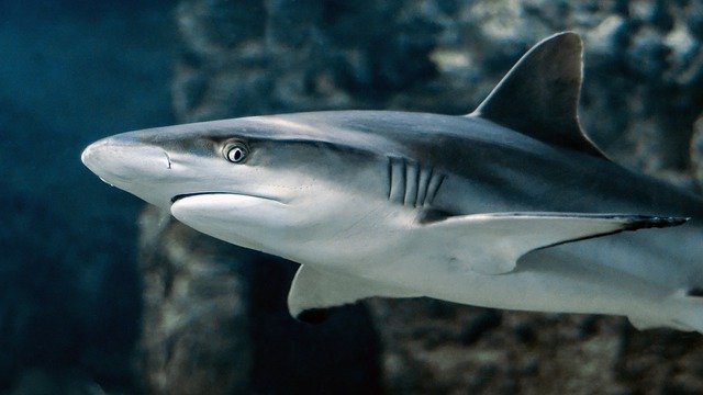 female-shark