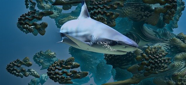 famous-shark