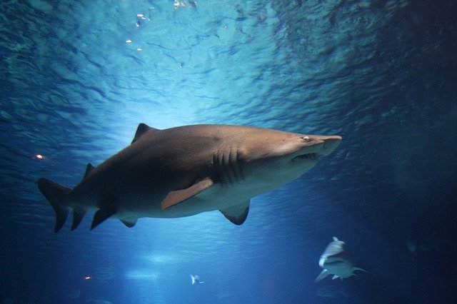 funny-shark