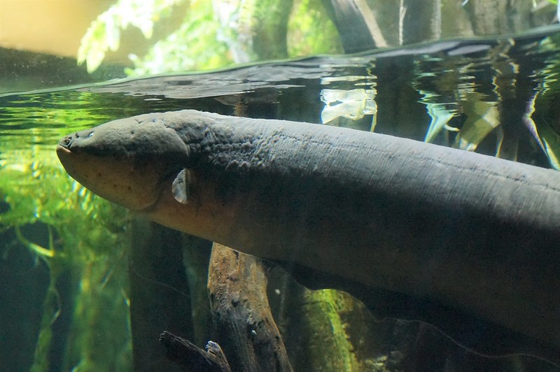 380+ Best Eel Names Best Ways To Name Your Pet Eel PetPress