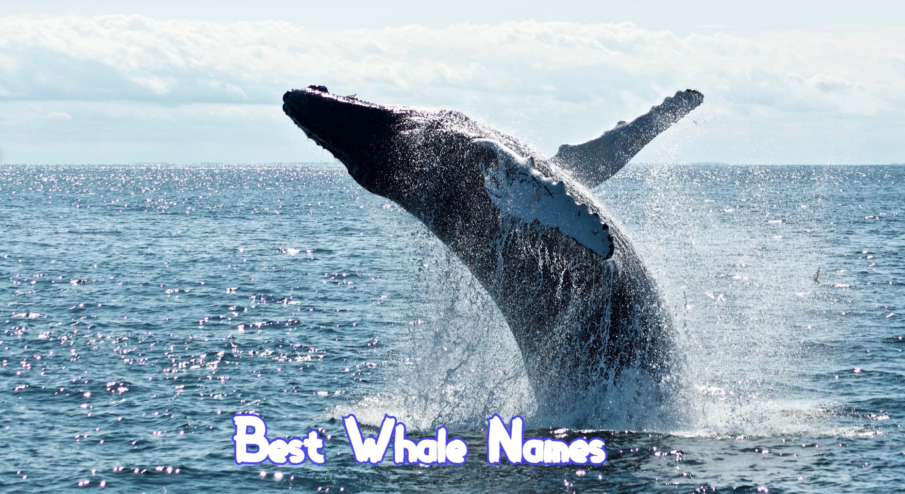 130+ Best Whale Names Popular Whale Name Ideas PetPress