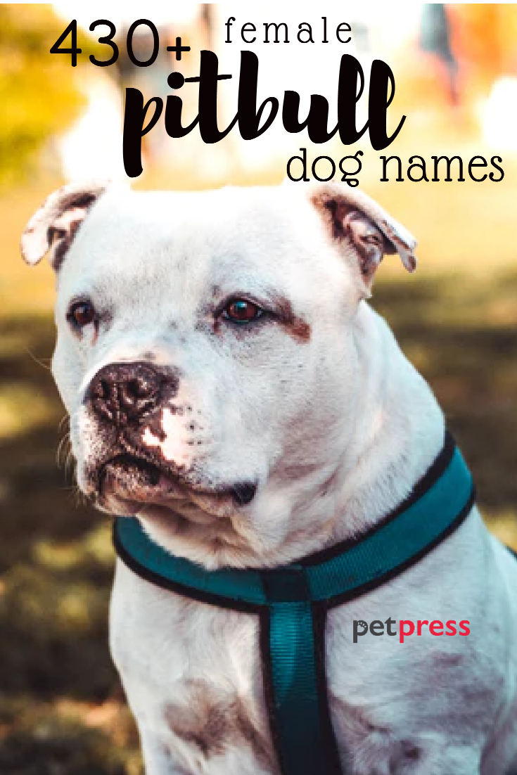 430 Female Pit Bull Names Tough Strong Cute Names PetPress