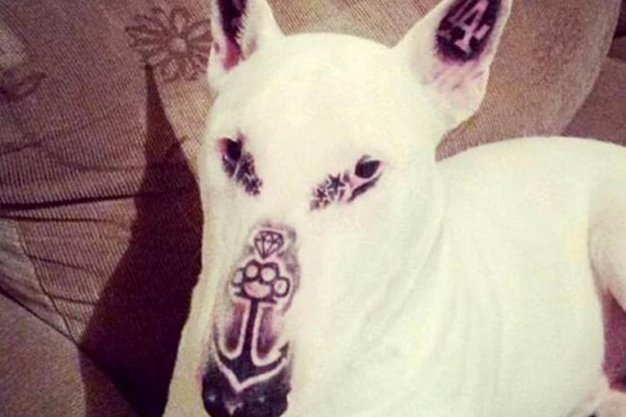 dog with bad tattoos