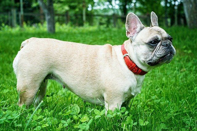 dog with personalized collar as identification