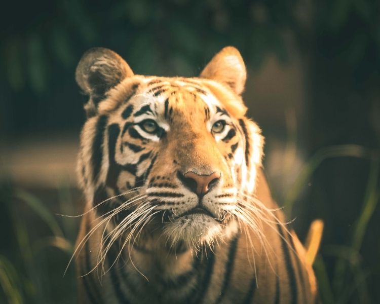 Tiger Name Generator - Get The Best Name For A Pet Tiger