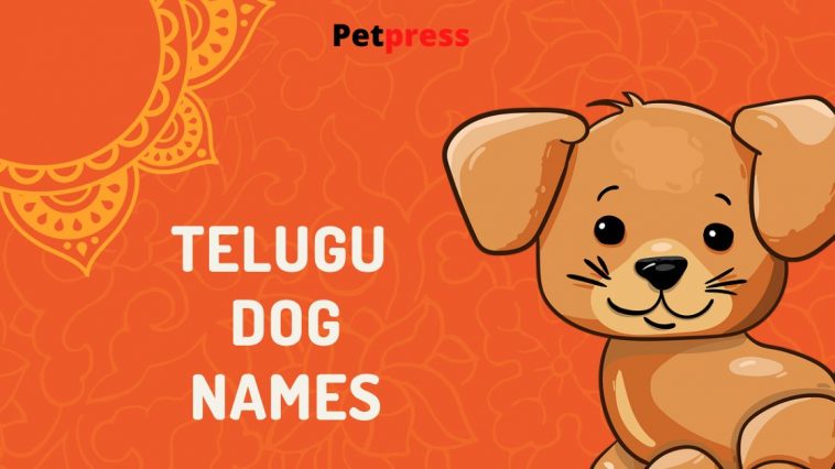75-pun-names-for-dogs-funny-dog-names-petpress