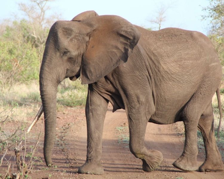 Elephant Name Generator Create The Best Name For An Elephant Elephant Name Generator Create The Best Name For An Elephant