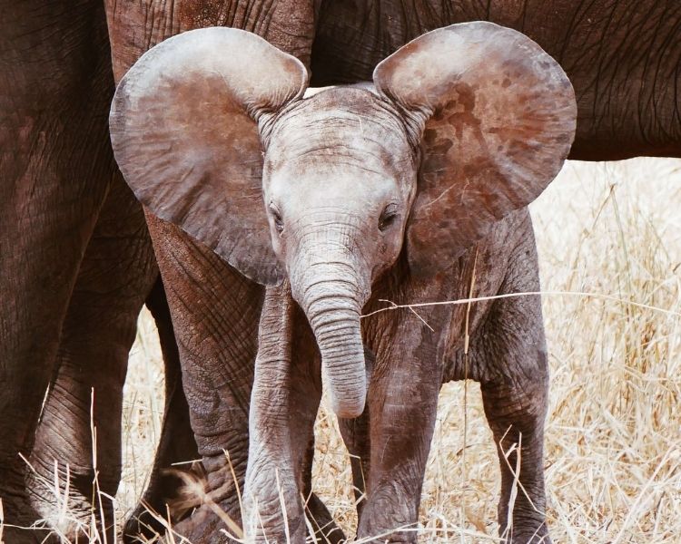 elephant-name-generator-create-the-best-name-for-an-elephant