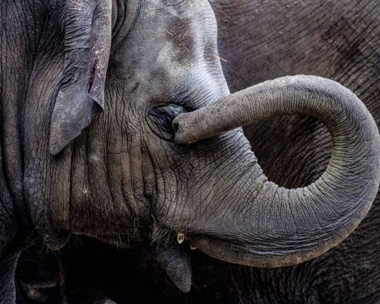Elephant Name Generator Create The Best Name For An Elephant Elephant Name Generator Create The Best Name For An Elephant