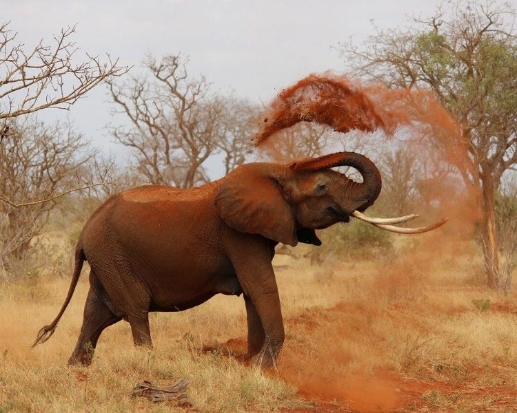 elephant name generator for a pet elephant