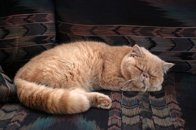 male-arabic-persian-cat-names