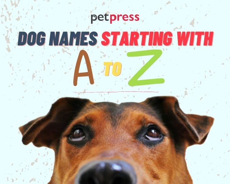 Complete List of Dog Names Starting With A to Z PetPress