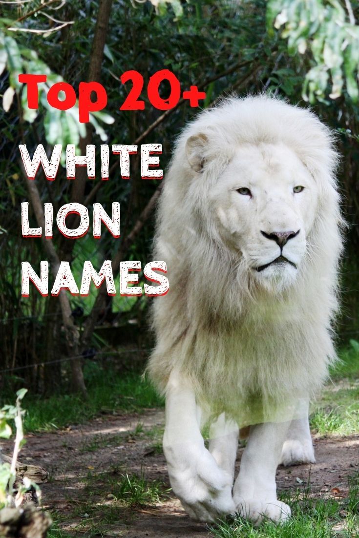 Top 20+ White Lion Names Best Names For A White Lion Top 20+ White Lion Names Best Names For A White Lion