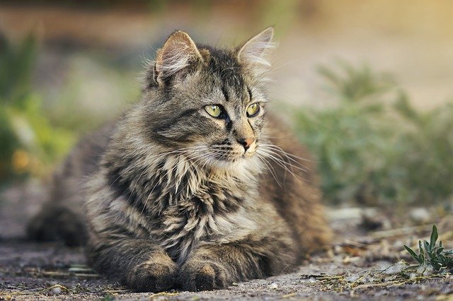 cat-foreign-names