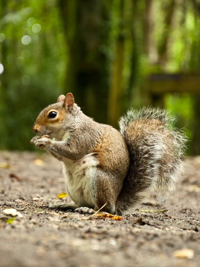 Best Names For A Squirrel PetPress