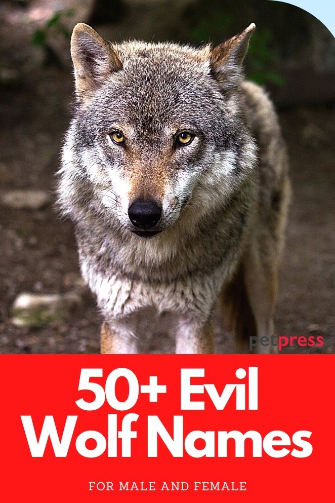 50 Evil Wolf Names That Are Tough And Strong For A Wolf Petpress 50-evil-wolf-names-that-are-tough-and-strong-for-a-wolf-petpress