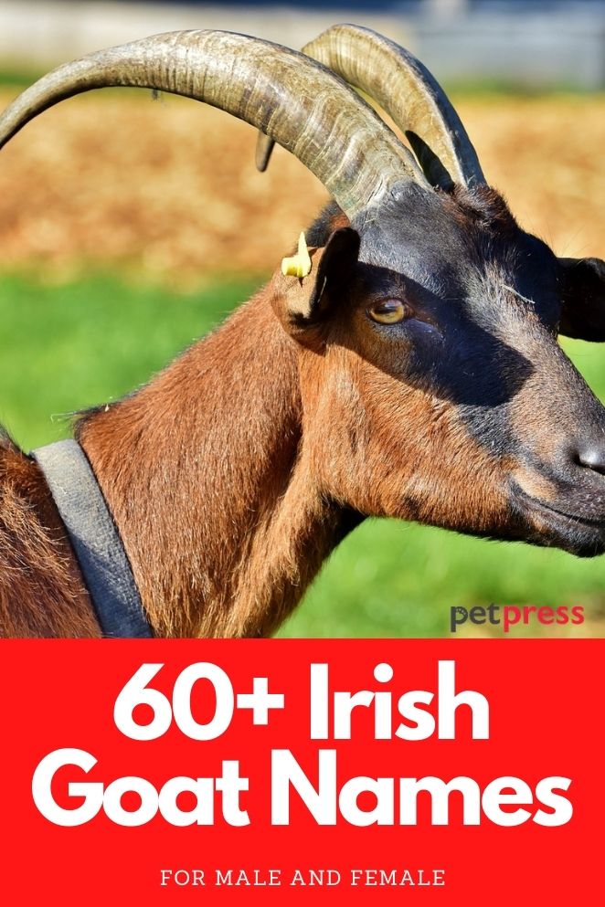 Irish goat names for naming a goat