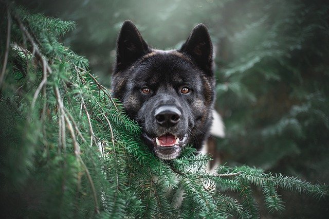 female-dog-protector