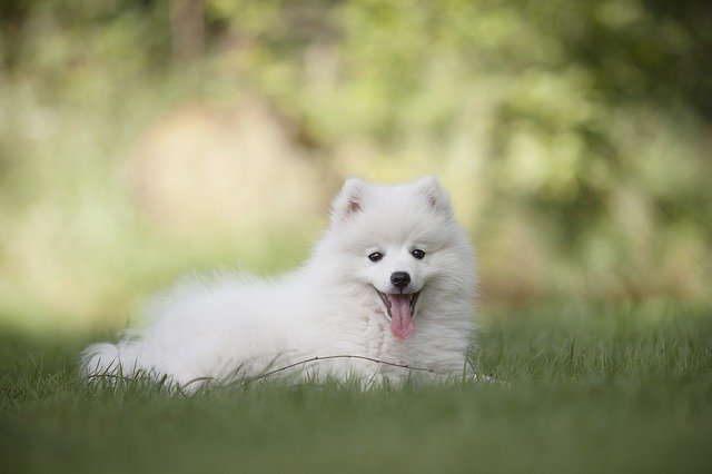 130 Japanese Food Dog Names Cute And Funny Dog Name Ideas