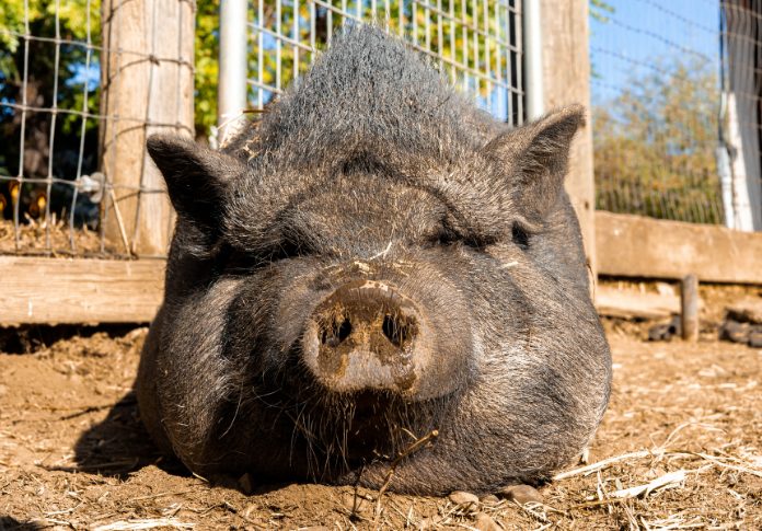 black pig names for naming a black pig