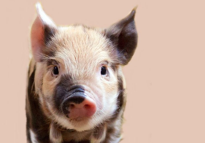 pot belly pig names