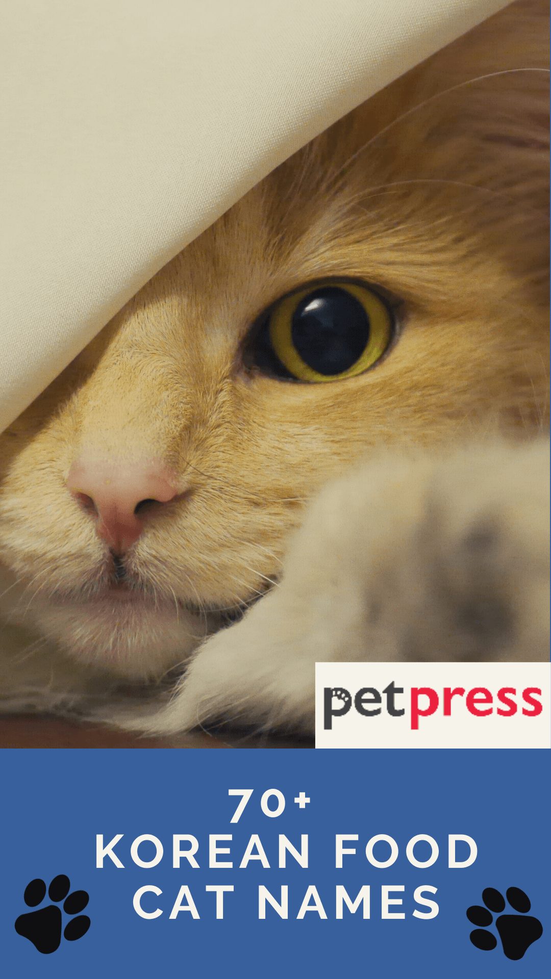 70+ Korean Food Cat Names For Bat Male And Female Kittens