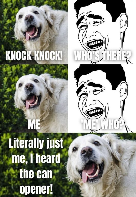 5 Golden Retriever Knockknock Jokes That You Will Love!