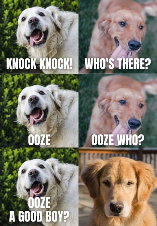 5 Golden Retriever Knockknock Jokes That You Will Love!