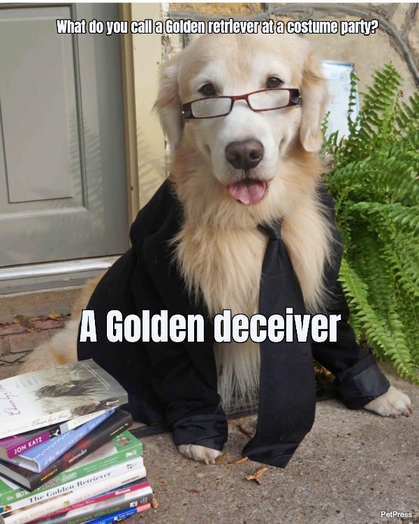 10 Golden Retriever Jokes That Will Make You Laugh