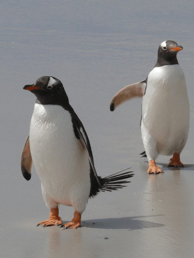 Best Penguin Names - PetPress