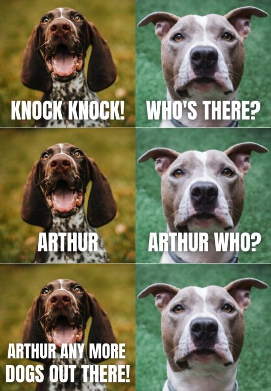 Top 10 Dog KnockKnock Jokes That Are Really Funny