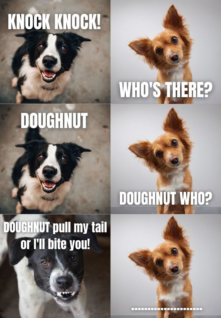 Top 10 Dog KnockKnock Jokes That Are Really Funny
